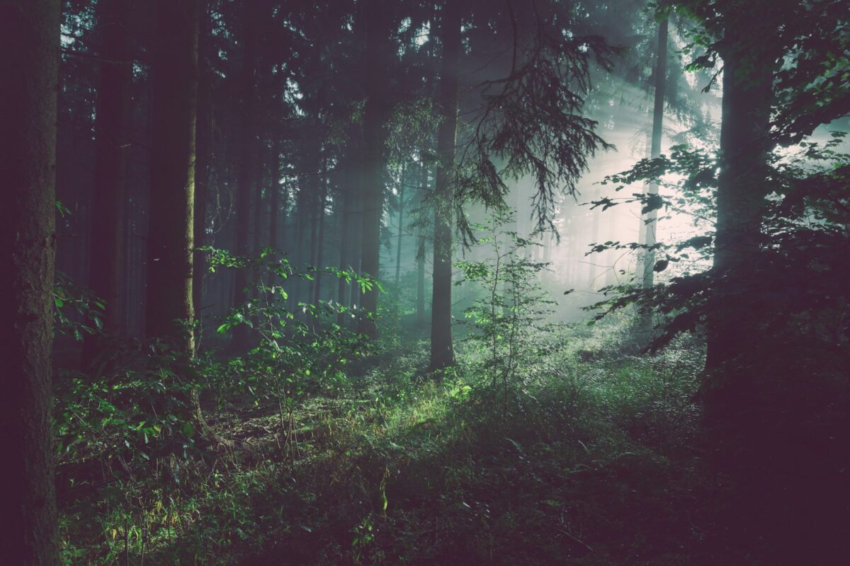 Sunlight breaking through forest fog, illustrating brain fog remedies that restore mental clarity